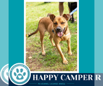 Small #4 Labrador Retriever Mix