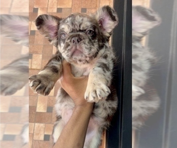 Medium Photo #1 French Bulldog Puppy For Sale in ATLANTA, GA, USA
