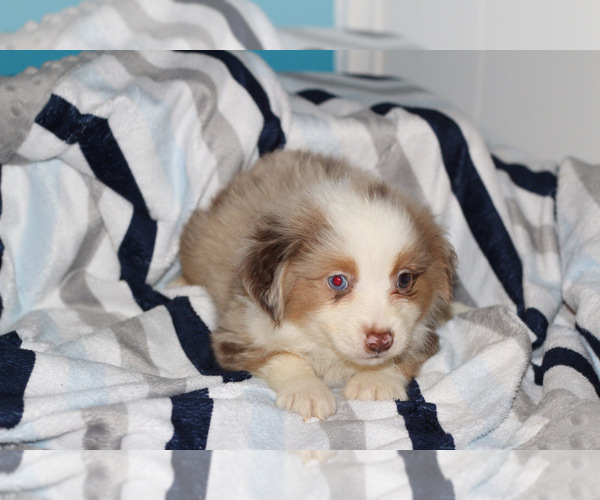 Medium Photo #2 Miniature Australian Shepherd Puppy For Sale in KOPPERL, TX, USA
