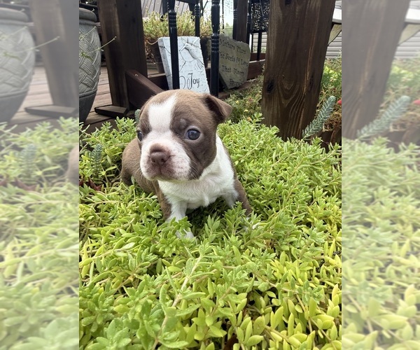 Medium Photo #2 Boston Terrier Puppy For Sale in FREDONIA, KS, USA