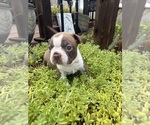 Small #1 Boston Terrier