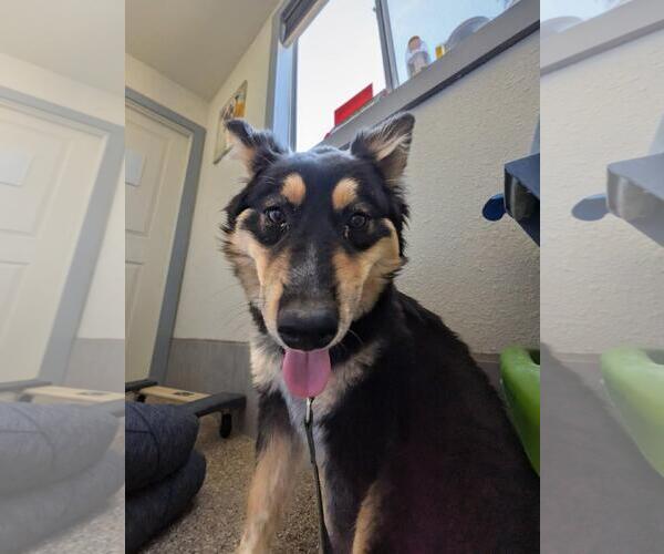 Medium Photo #1 Gerberian Shepsky Puppy For Sale in Incline Village, NV, USA