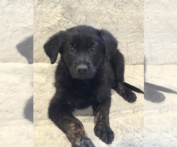 Medium Photo #3 Golden Shepherd Puppy For Sale in ELSMERE, KY, USA