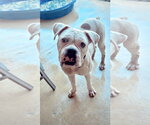 Small Photo #2 Boxer Puppy For Sale in Dumont, NJ, USA