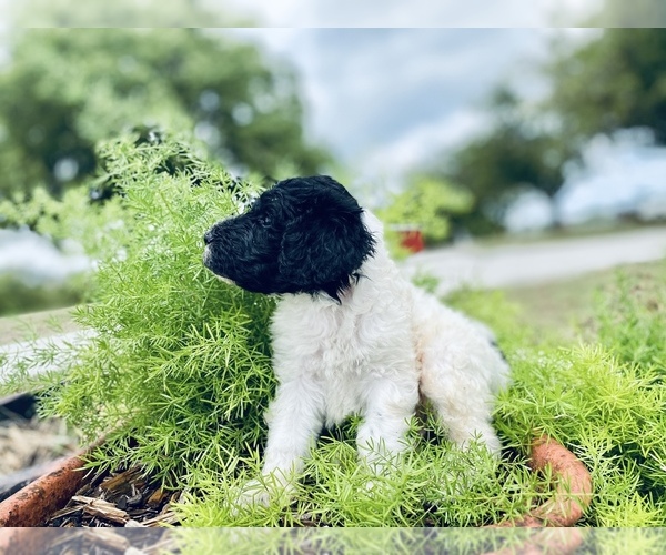 Medium Photo #2 Poodle (Standard) Puppy For Sale in HENRIETTA, TX, USA
