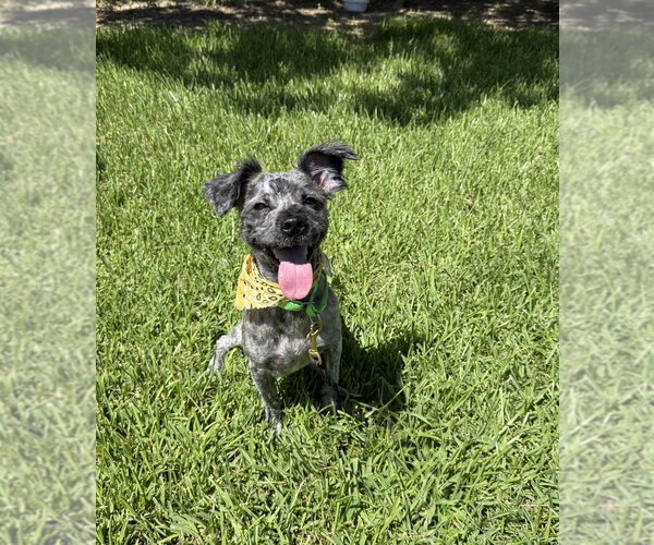 Medium Photo #3 Mutt Puppy For Sale in San Leon, TX, USA