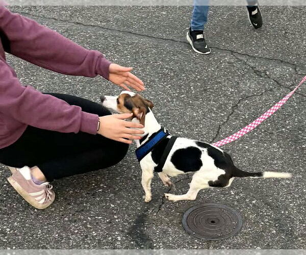 Medium Photo #4 Cheagle Puppy For Sale in Arlington, WA, USA