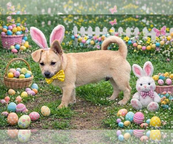 Medium Photo #4 Chiweenie Puppy For Sale in Yardley, PA, USA