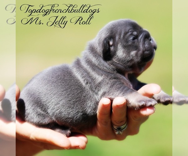 Medium Photo #1 French Bulldog Puppy For Sale in HURON, TN, USA