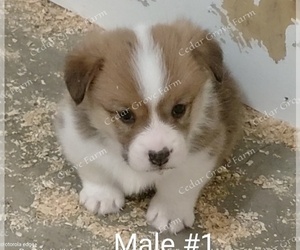 Pembroke Welsh Corgi Puppy for sale in WINGATE, NC, USA