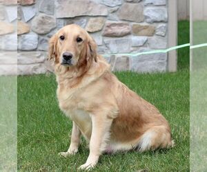 Mother of the Golden Retriever puppies born on 11/26/2025