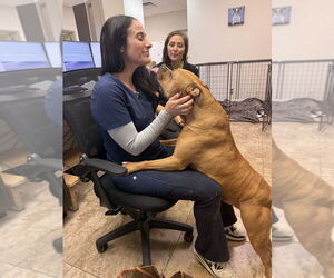 Brady - Male Bullboxer Pit Dog for Adoption - Photo #3