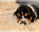 Puppy Lola Basset Hound