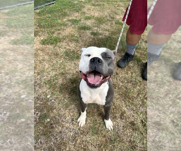 Medium Photo #2 Mutt Puppy For Sale in Abbeville, LA, USA
