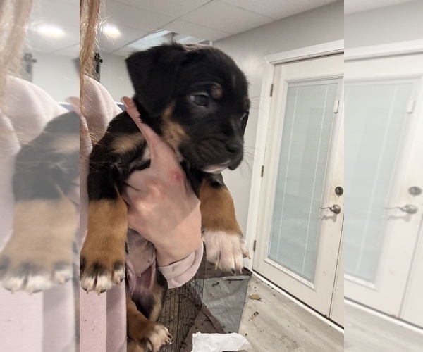 Medium Photo #10 American Pit Bull Terrier-Black Mouth Cur Mix Puppy For Sale in QUAKER HILL, CT, USA