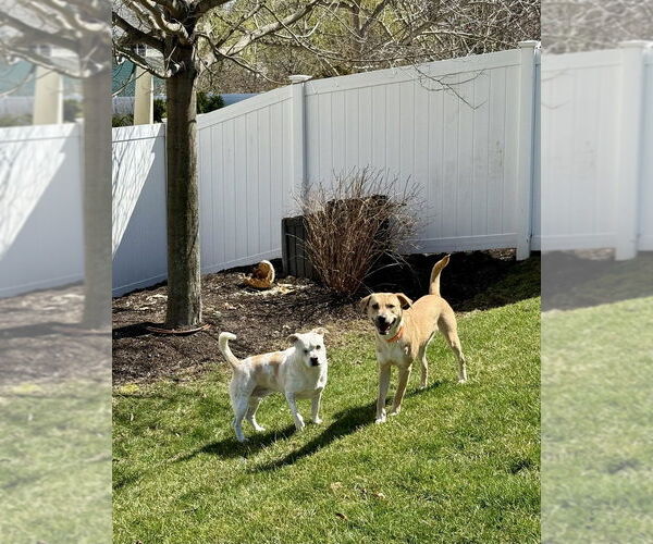 Medium Photo #4 Labrador Retriever-Unknown Mix Puppy For Sale in Brewster, NY, USA