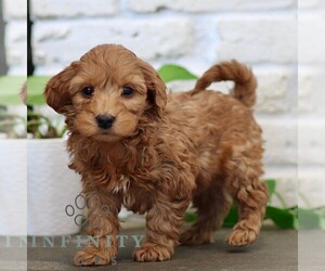 Goldendoodle (Miniature) Puppy for sale in NARVON, PA, USA
