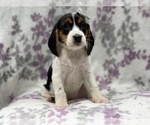 Small #8 Beagle