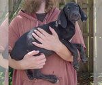 Small #2 Coonhound Mix