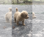 Small Photo #3 Goldendoodle Puppy For Sale in COLUMBIA, KY, USA