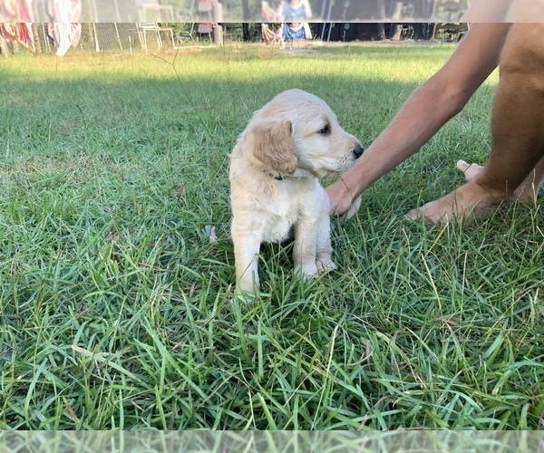 Medium Photo #6 Labradoodle Puppy For Sale in AGRICOLA, MS, USA