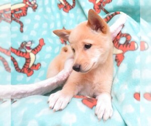 Shiba Inu Puppy for sale in GROVESPRING, MO, USA