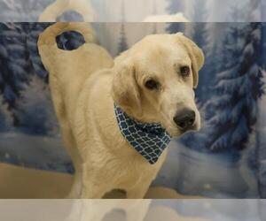 Anatolian Shepherd Dogs for adoption in Placerville, CA, USA