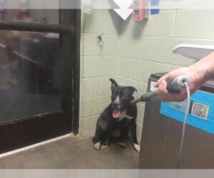 Mutt Dogs for adoption in Tulsa, OK, USA