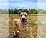 Small Photo #6 Black Mouth Cur-German Shepherd Dog Mix Puppy For Sale in Bolivar, MO, USA