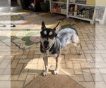 Small Photo #4 Aussie Siberian Puppy For Sale in Southbury, CT, USA