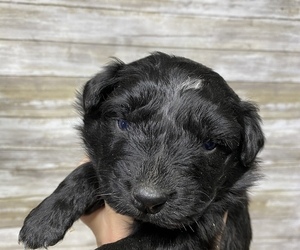 Australian Shepherd Puppy for Sale in ARCHIE, Missouri USA
