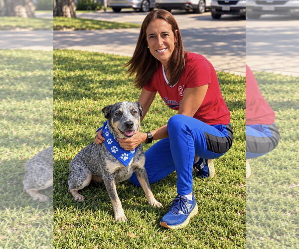 Medium Photo #1 Mutt Puppy For Sale in Euless, TX, USA