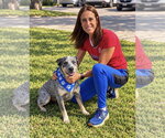 Morgan Wallen - Male Mutt Dog for Adoption - Small photo