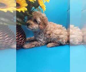 Poodle (Toy) Puppy for sale in APOPKA, FL, USA