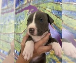 Small Photo #4 American Pit Bull Terrier Puppy For Sale in OAK HARBOR, WA, USA