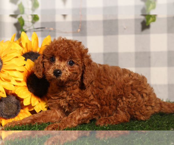 Medium Photo #4 Goldendoodle (Miniature) Puppy For Sale in MARIETTA, GA, USA