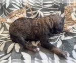 Puppy Puppy 6 Poodle (Standard)