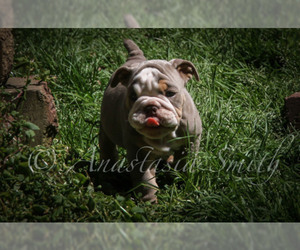 English Bulldog Puppy for sale in CARY, NC, USA