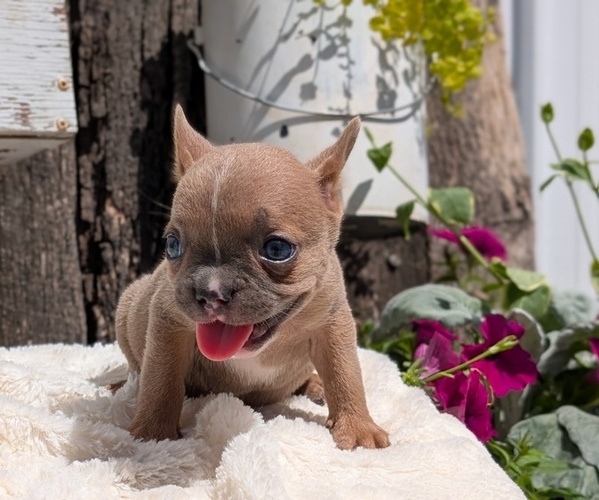 Medium Photo #62 French Bulldog Puppy For Sale in GOSHEN, IN, USA