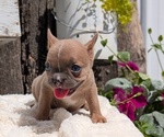 Small Photo #62 French Bulldog Puppy For Sale in GOSHEN, IN, USA