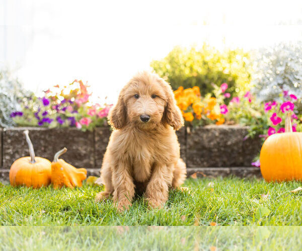Medium Photo #1 Goldendoodle Puppy For Sale in NAPPANEE, IN, USA