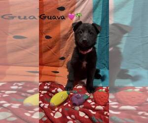 Mutt Dogs for adoption in Turlock, CA, USA