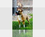 Small Boxer