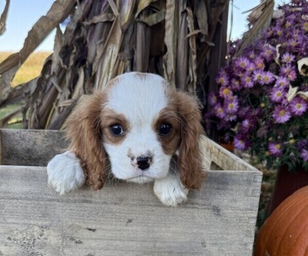 Medium Photo #1 Cavalier King Charles Spaniel Puppy For Sale in THORP, WI, USA