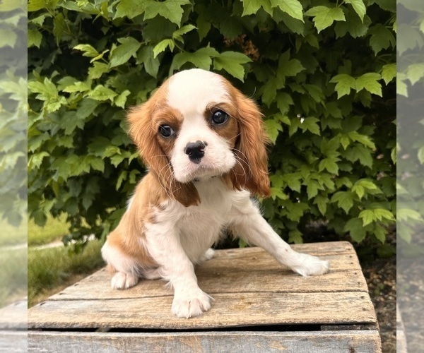 Medium Photo #4 Cavalier King Charles Spaniel Puppy For Sale in MIDDLEBURY, IN, USA