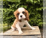 Small #3 Cavalier King Charles Spaniel