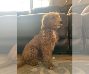 Aussiedoodle Miniature  Puppy for sale in LYNDHURST, NJ, USA