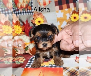 Yorkshire Terrier Puppy for sale in LOVELY, KY, USA