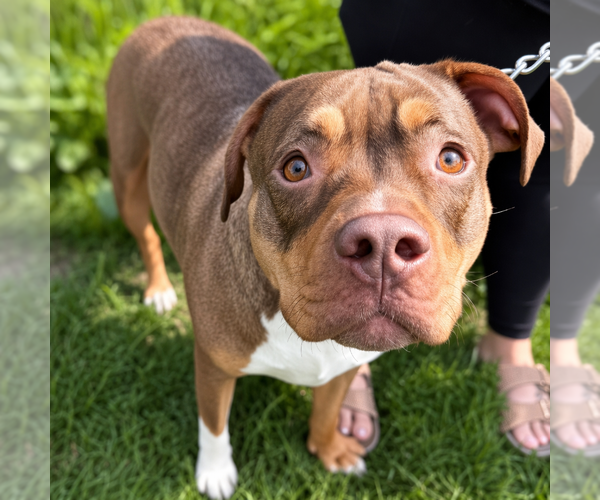 Medium Photo #17 American Staffordshire Terrier-Unknown Mix Puppy For Sale in Brewster, NY, USA