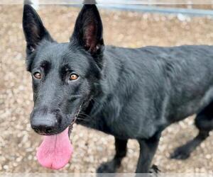 German Shepherd Dog Dogs for adoption in Petaluma, CA, USA